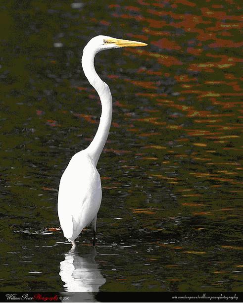 Portrait of an Egret